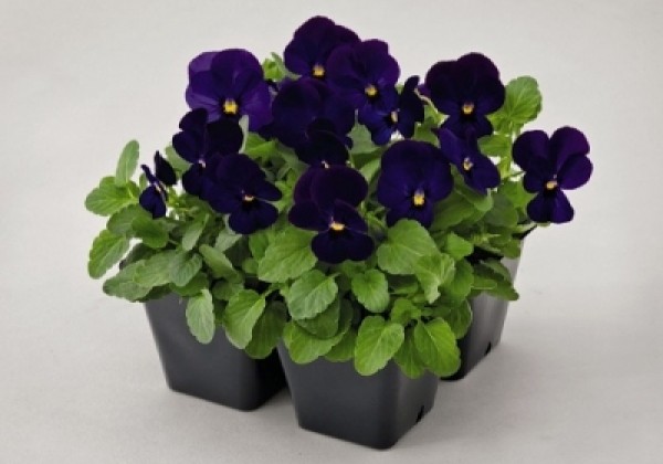 Viola cornuta Admire Deep Blue