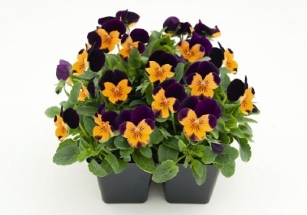 Viola cornuta Admire Orange Purple Wing