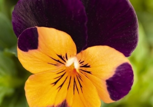 Viola cornuta Admire Orange Purple Wing