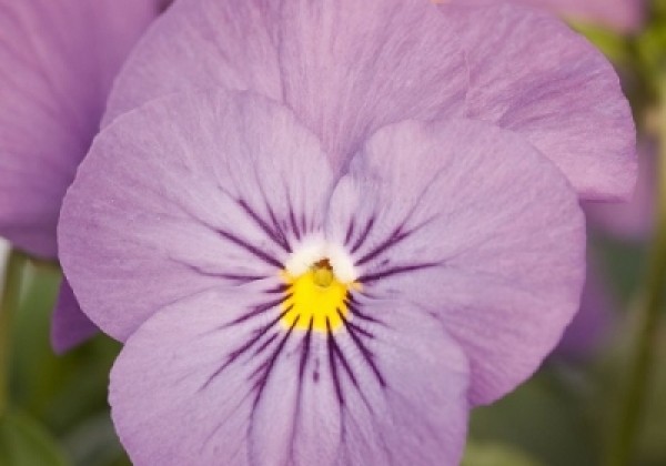 Viola cornuta Admire Pink