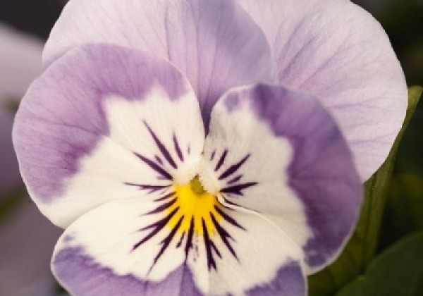 Viola cornuta Admire Pink Surprise