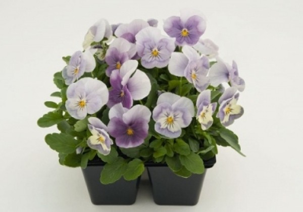 Viola cornuta Admire Pink Surprise