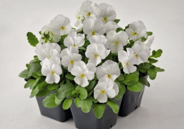 Viola cornuta Admire White