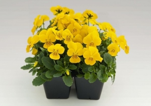 Viola cornuta Admire Yellow