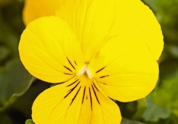 Viola cornuta Admire Yellow