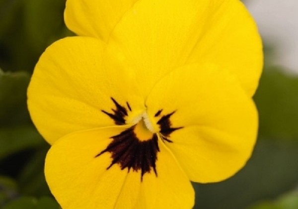 Viola cornuta Admire Yellow Blotch