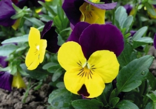 Viola cornuta Admire Yellow Purple Wing