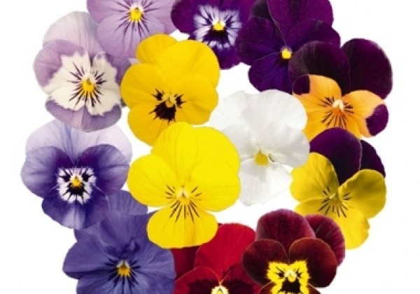 Viola cornuta Admire Mix