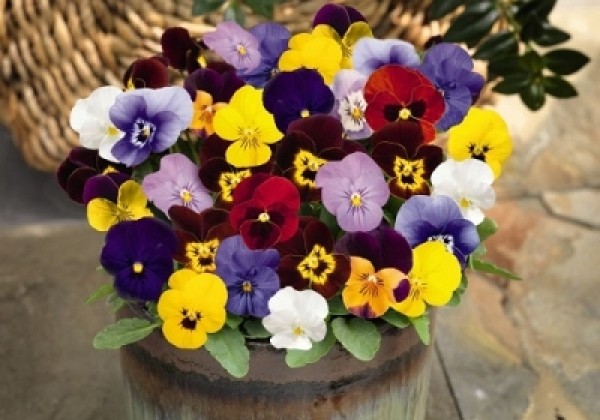 Viola cornuta Admire Mix