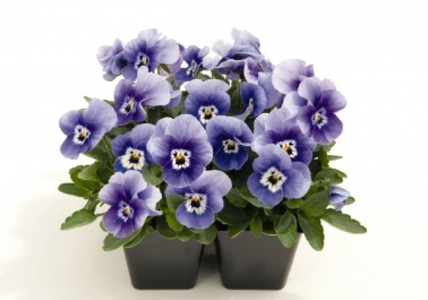 Viola cornuta Admire Deep Marina