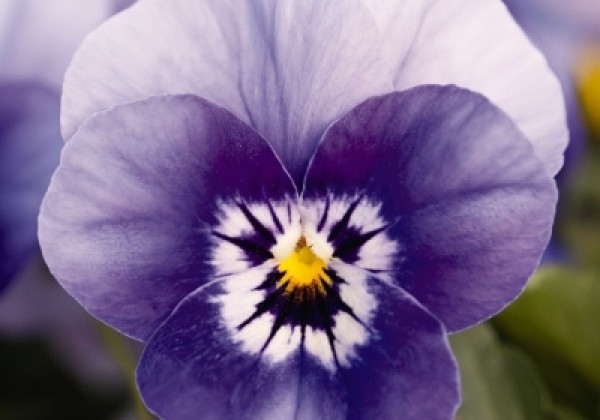 Viola cornuta Admire Deep Marina