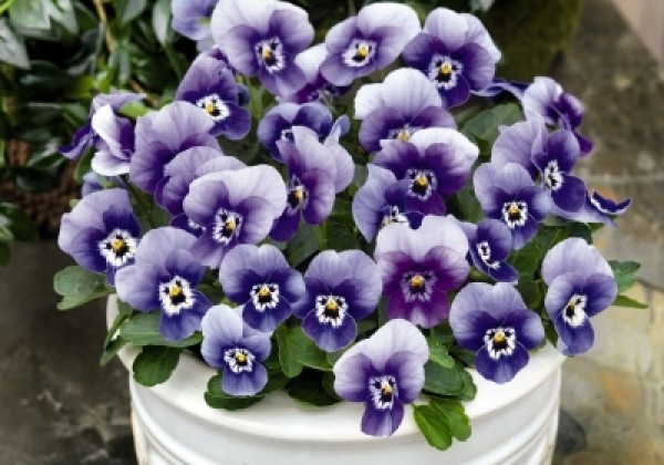 Viola cornuta Admire Deep Marina