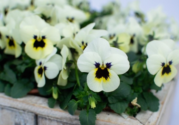 Viola cornuta Admire Ivory Blotch