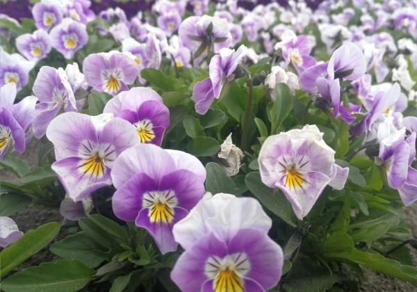 Viola cornuta Admire Lavender Pink Face