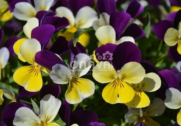 Viola cornuta Admire Lemon Purple Wing