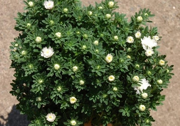 Callistephus chinensis Bambina White