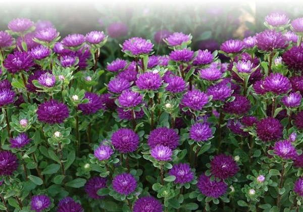 Callistephus chinensis Trobador Blue