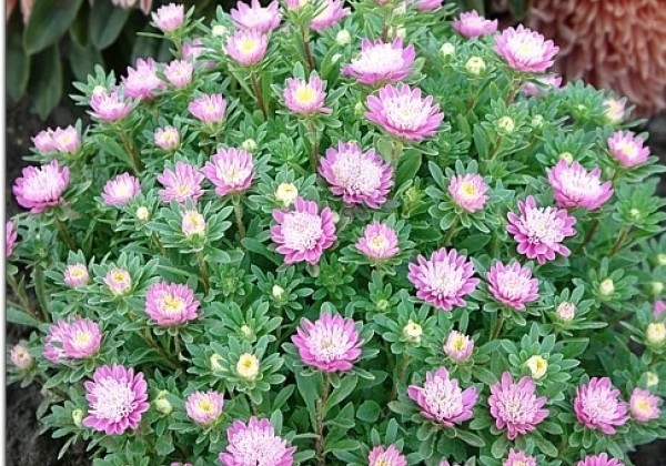 Callistephus chinensis Bambina Light Rose