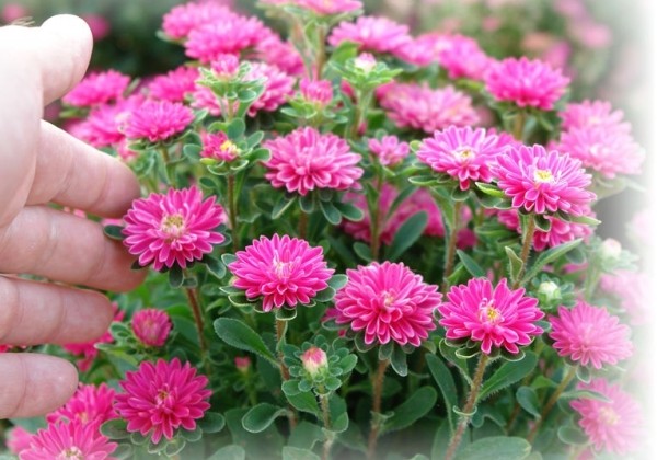 Callistephus chinensis Bambina Carmine