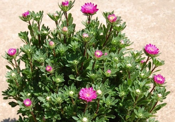 Callistephus chinensis Bambina Carmine