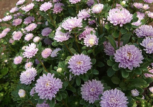 Callistephus chinensis Trobador Lavender