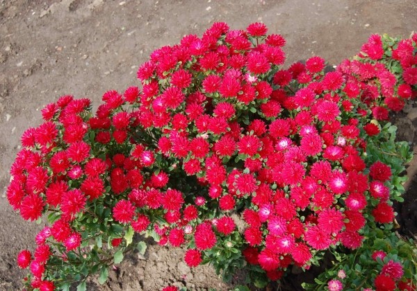 Callistephus chinensis Trobador Scarlet