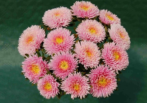 Callistephus chinensis Harlekin Light Rose