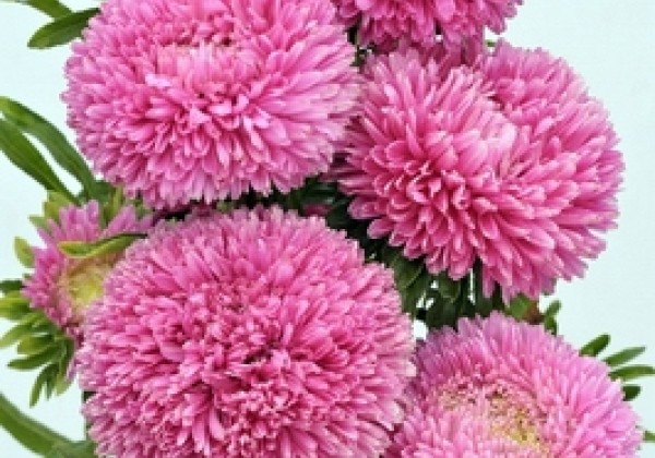 Callistephus chinensis Balloon Rose