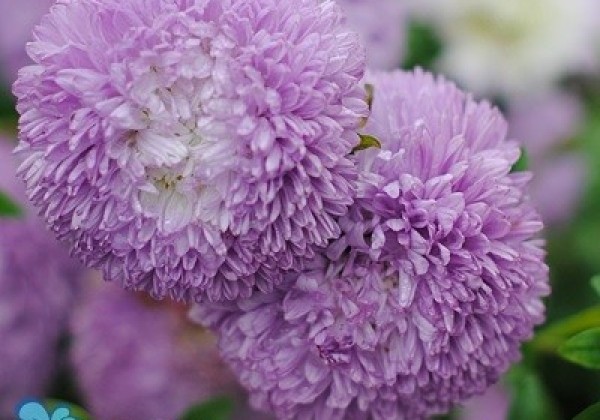 Callistephus chinensis Balloon Silver - blue