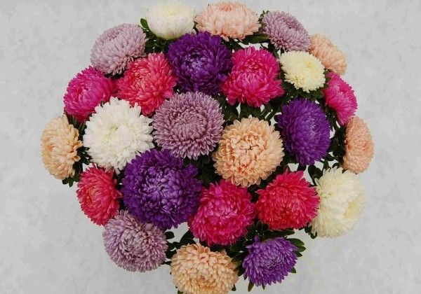 Callistephus chinensis Beautiful Day Mix