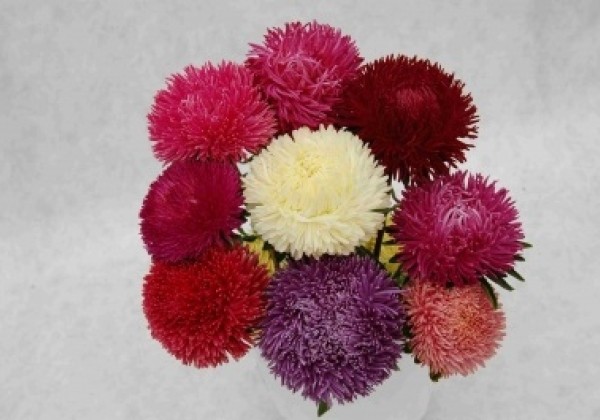 Callistephus chinensis Juwel Mix