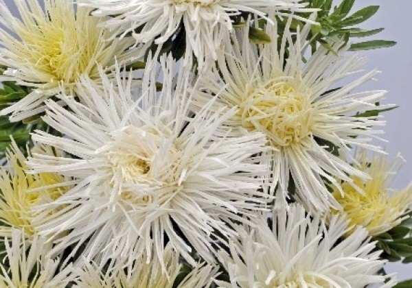 Callistephus chinensis Valkyrie - Harz Isolde ( White)