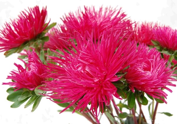 Callistephus chinensis Valkyrie - Harz Kriemhild ( Scarlet)