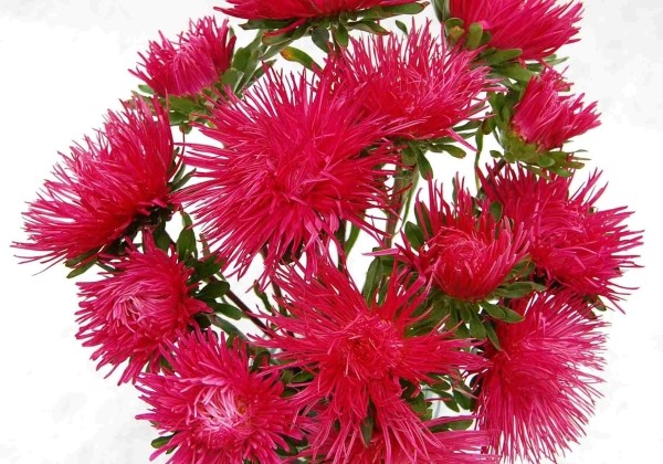 Callistephus chinensis Valkyrie - Harz Kriemhild ( Scarlet)