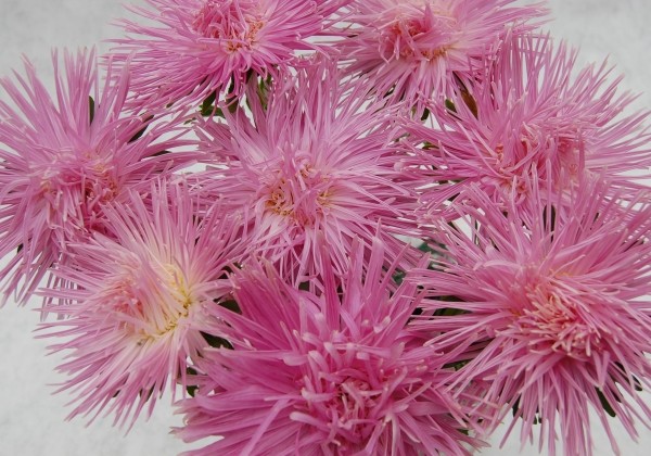 Callistephus chinensis Valkyrie - Harz Tristan (Pink)