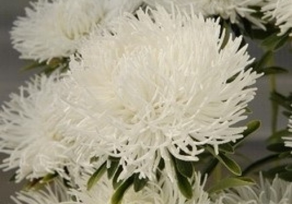 Callistephus chinensis Dragon Orient (White)