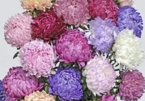 Callistephus chinensis Tower - Paeonien Mix