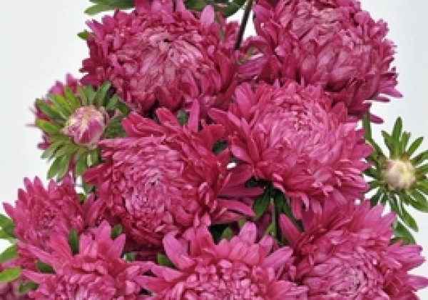 Callistephus chinensis Tower - Paeonien Red