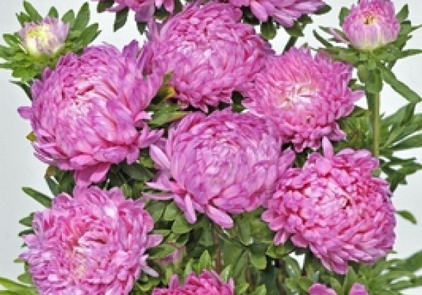Callistephus chinensis Tower - Paeonien Rose
