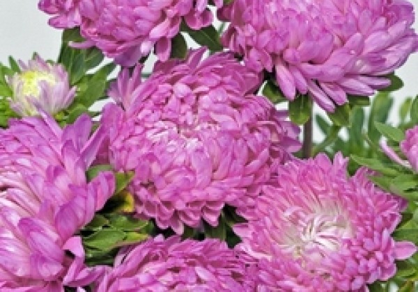 Callistephus chinensis Tower - Paeonien Rose
