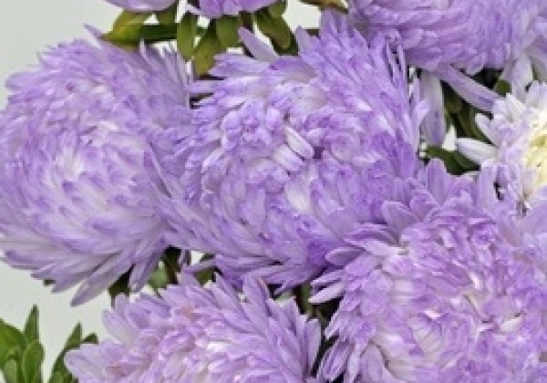 Callistephus chinensis Tower - Paeonien Silver blue