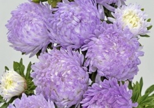 Callistephus chinensis Tower - Paeonien Silver blue