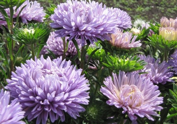 Callistephus chinensis XXL-Syringa Lavender