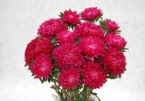 Callistephus chinensis XXL-Syringa Dark Pink