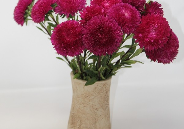 Callistephus chinensis Syringa Dark Red