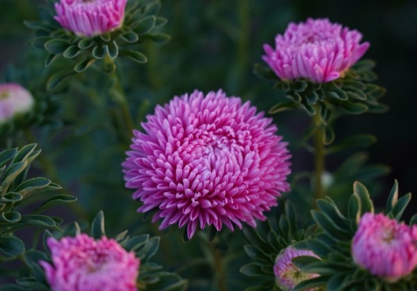Callistephus chinensis Balloon Brilliant Rose