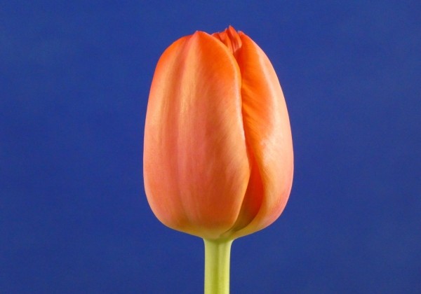 Tulipa, Darvina hibrīds Ad Rem