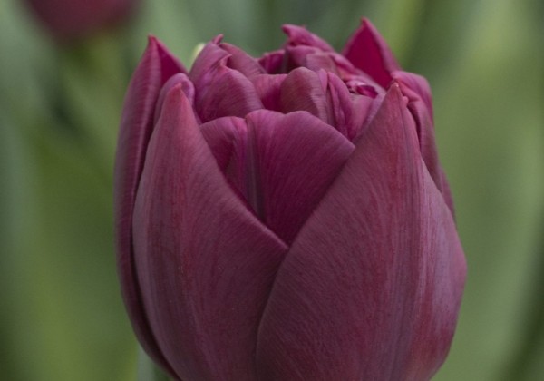 Tulipa, agra, pild. z. Alison Bradley