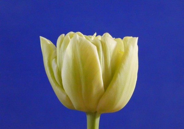 Tulipa, agra, pild. z. Avant Garde (DZESĒTI)