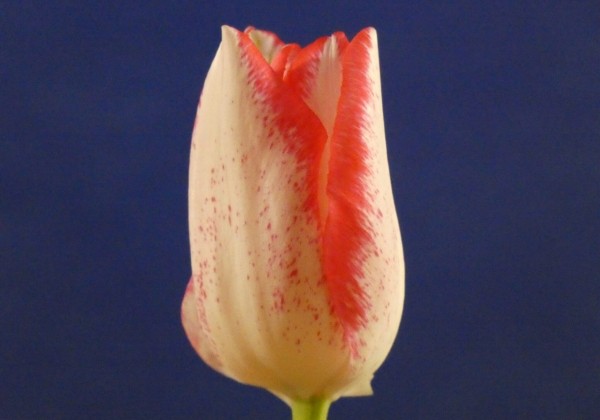 Tulipa, triumfa Beautytrend (DZESĒTI)